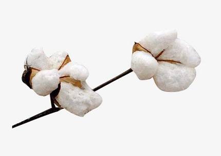 精梳棉是什么<a href=http://5ball.cn/ target='_blank'>面料</a>？精梳棉有什么優(yōu)缺點(diǎn)